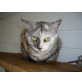 Raquel, Mischling - Katze