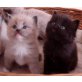 Rarität: RagaMuffins, Ragamuffin - Kater