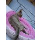 Rashid, Devon Rex - Kater
