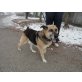 Rasputyin, Deutscher Schäferhund - Rüde