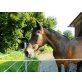 Rasse unbekannt - Stute