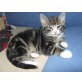 Rasselbande sucht neues Zuhause - Kater