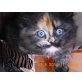 Rassemixkitten - Katze