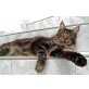 Rasti, Maine Coon - Kater