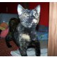 Rastinchen, Hauskatze - Katze