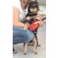 Rasty, Yorkshire-Terrier-Mix - Rüde