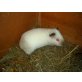 Ratz, Meerschweinchen - männlich