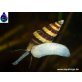 Raubschnecke
