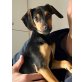 Ravenna, Zwergpinscher-Mischling Welpen - Hündin