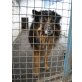 Ray, Altdeutscher Schäferhund (NOTFALL!!) - Rüde