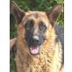 Ray, Deutscher Schäferhund - Rüde