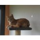 Ray, Mischling - Kater