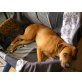 Ray, kleiner Boxer-Mix - Rüde