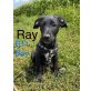Ray, süßer Mischlingsbub Welpen - Rüde