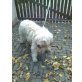 Raya, Mioritic- rumänischer Hirtenhund - Hündin