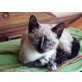 Raya, Siam-Mix - Katze