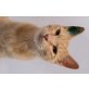 Rayita, kleine Schmusekatze - Katze