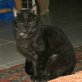 Rayona, Europäische Kurzhaarkatze - Katze