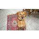 Razer, Rhodesian Ridgeback Mix - Rüde