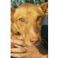 Razor, kastr., junger süßer kleiner, Podenco Andaluz Maneto - Rüde