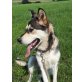 Rea, Husky - Hündin
