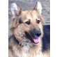 Rea, Schäferhund-Mischlingshündin - Hündin