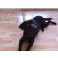 Reah, Labrador Retriever - Hündin