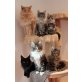 Real Rocktail, Maine Coon - Kater