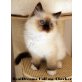 RealDreams, Ragdoll - Katze