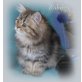 Rebecca, Perser - Katze