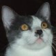 Rebecca, scheue - Katze