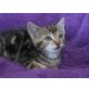 Rebella und Cheesy, Europäische Kurzhaarkatze - Katze