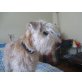 Red Daybreak Carrick, Irish Soft Coated Wheaten Terrier - Rüde