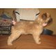 Red Daybreak Carrick, Irish Soft Coated Wheaten Terrier Welpen - Rüde