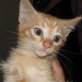 Red, roter - Kater