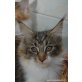 Redi Cats, Maine Coon - Kater