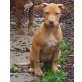Rednose Pitbull Welpen, Amerikanischer Pit-Bullterrier - Hündin