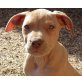 Rednose Pitbull Welpen, Amerikanischer Pit-Bullterrier - Hündin