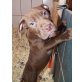 Rednose Pitbull Welpen , Amerikanischer Pit-Bullterrier Welpen - Hündin