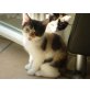 Rednose u. Blacknose, Perser / Britisch Kurzhaar - Katze