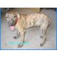 Redondo, Galgo-Mischling Welpen - Rüde