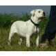 Redwoods Ivory, American Bulldog - Hündin