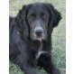 Reeka, Setter-Mix Welpen - Hündin