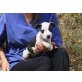 Regin, Podenco Mix Welpen - Rüde