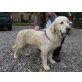 Regina, Golden Retriever - Hündin