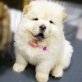 **Registrierte Chow Chow Welpen**, Chow-Chow - Rüde
