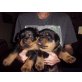 Registrierte ** Rottweiler Welpen, Rottweiler - Rüde