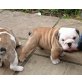Registrierte englische Bulldogge Welpen jetzt, Englische Bulldogge - Rüde