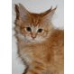 Regulus, Maine Coon - Kater