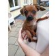 Rehpinscher & Chihuahua Welpen - Rüde
